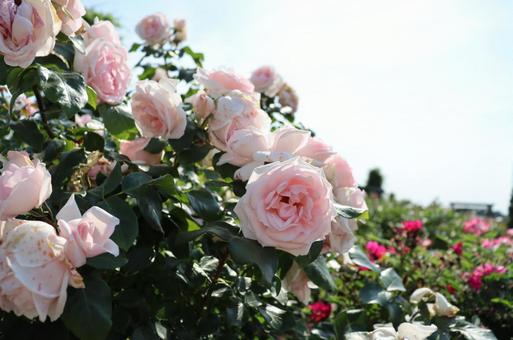 ピンクの可憐な薔薇 ピンクの可憐な薔薇の写真