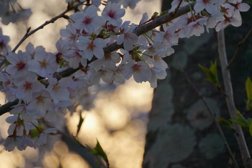 桜 桜の写真