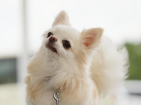 チワワのポートレート チワワのポートレート 犬,チワワ,可愛い犬の写真素材