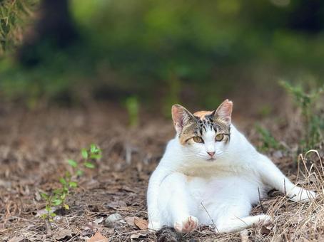 変なポーズの三毛猫 変なポーズの三毛猫の写真