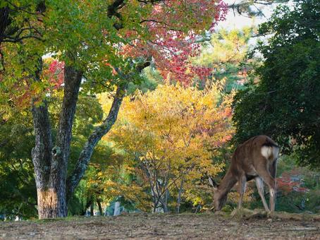 鹿と紅葉 鹿,紅葉,野生の写真素材