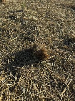 藁カッターで裁断された後の田んぼ 藁,田んぼ,風景の写真素材