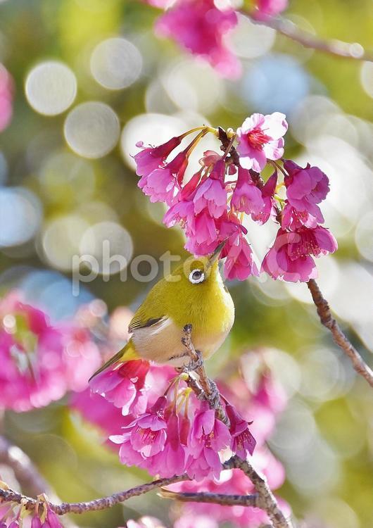 寒緋桜とメジロ 寒緋桜,カンヒザクラ,メジロの写真素材