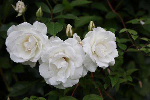 白いバラの房咲きとつぼみ 白いバラの房咲きとつぼみ バラ,薔薇,房咲きの写真素材