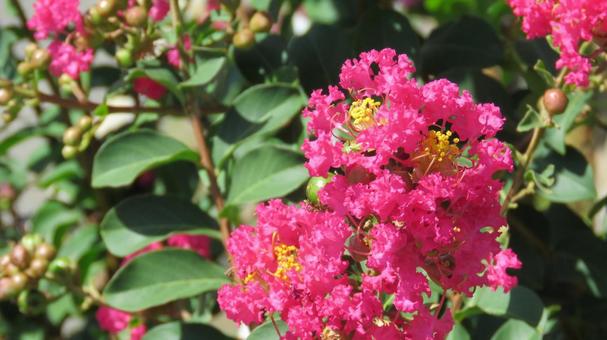 サルスベリの花 サルスベリの花の写真