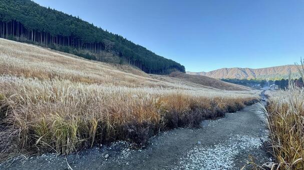 仙石原すすき草原2 仙石原すすき草原,すすき,秋の写真素材