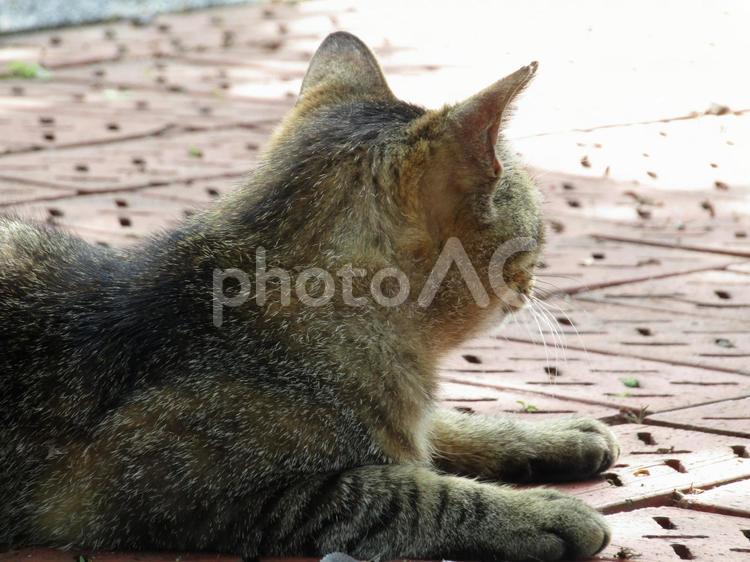 ネコ様2 ねこ,猫,ネコの写真素材