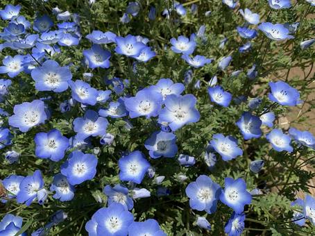 花2 花2の写真