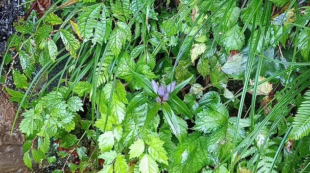 竜胆のつぼみ 竜胆のつぼみの写真