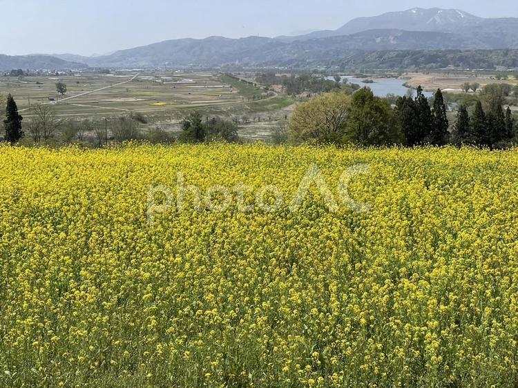 菜の花畑と山々の風景 菜の花,春,花畑の写真素材
