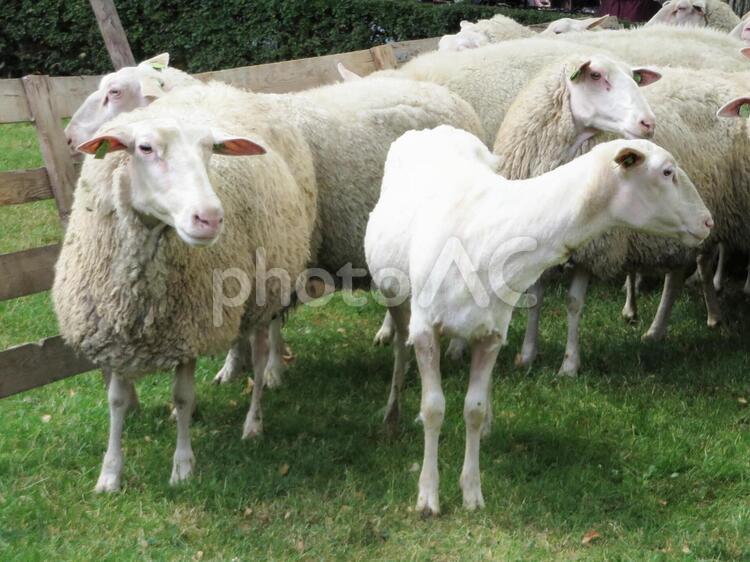 ビフォア　アフター ひょろひょろ,モコモコ,丸いの写真素材