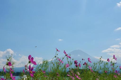 富士山とコスモス 富士山とコスモス コスモス,花,秋の写真素材
