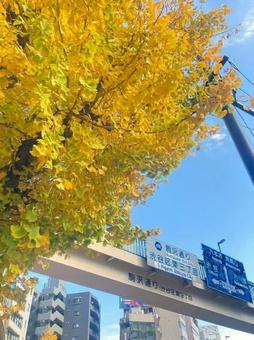 秋空と紅葉 秋空と紅葉の写真