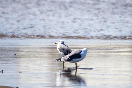 ウミネコの若鳥⑹ ウミネコの若鳥⑹の写真
