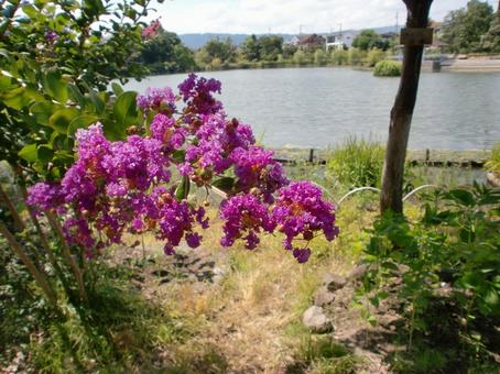 ８月のサルスベリの花の写真