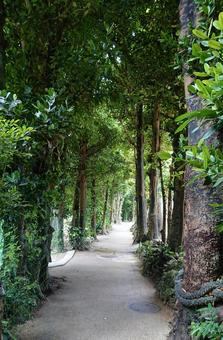 Photo, natural, old-fashioned, outdoors, 