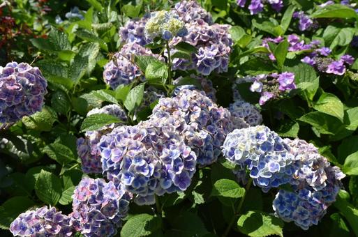 hydrangea10 hydrangea10の写真