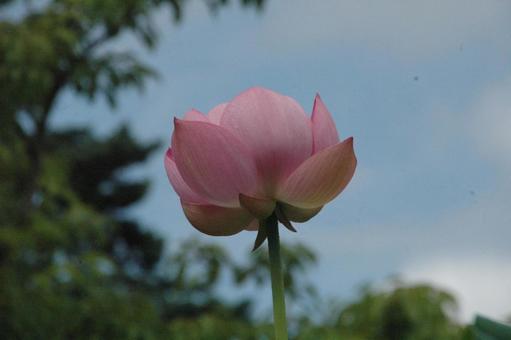 鎌倉市岡本のハスの花 鎌倉市岡本のハスの花の写真