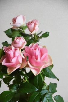 ピンクのばら ピンク,ばら,薔薇の写真素材