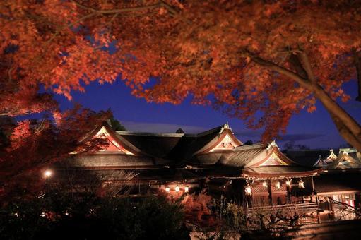 北野天満宮のライトアップ 紅葉,秋,ライトアップの写真素材