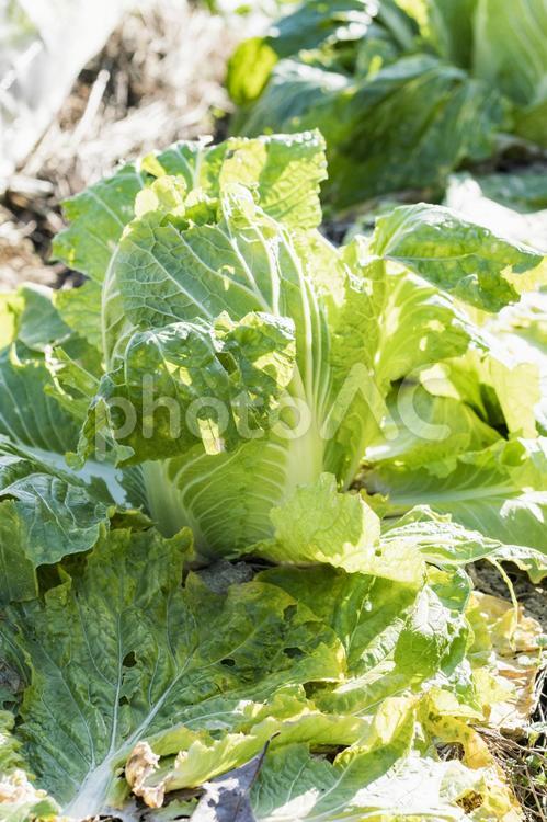 野菜畑の白菜 野菜畑,白菜,野菜の写真素材