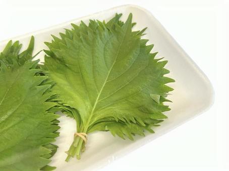 Big Leaf, JPG Big Leaf, JPG