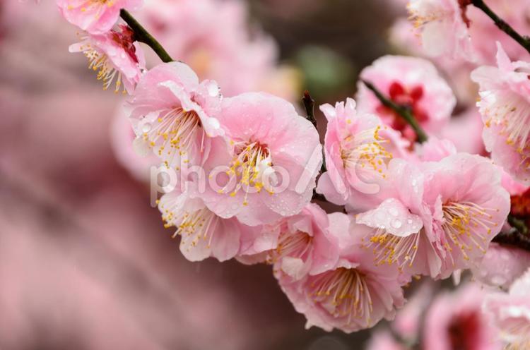 雨に濡れた梅の花の幻想的な美しさ 梅,花,ピンクの写真素材