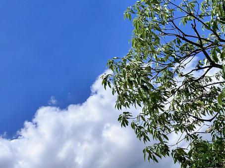 Photo, sky, wood, vivid, 