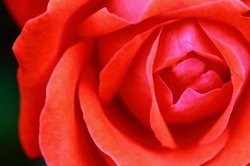 花後, JPG 花後, rose, flower, rose family, JPG