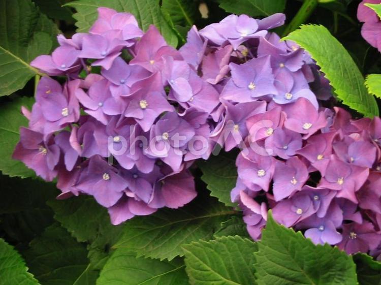 梅雨時の紫陽花 あじさい,アジサイ,紫陽花の写真素材