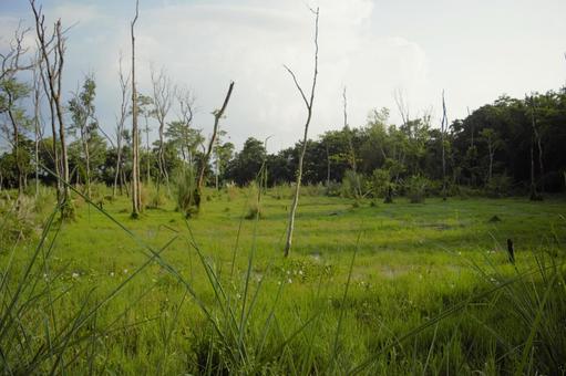 チトワン国立公園 ネパール 8 チトワン国立公園 ネパール 8 チトワン,国立公園,ネパールの写真素材