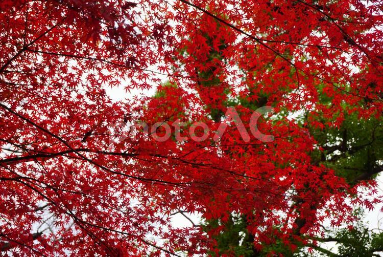 １２月のもみじ 背景,風景,自然の写真素材