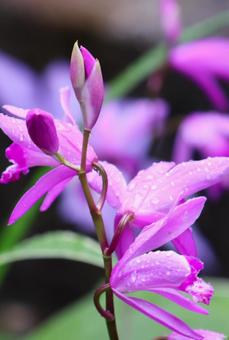5月上旬の庭の雨上がりのシランの花 5月上旬の庭の雨上がりのシランの花の写真