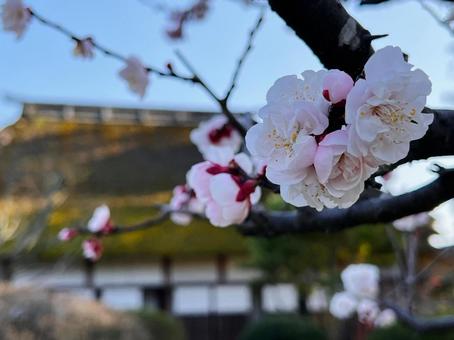 武家屋敷と梅の花 梅,花,早春の写真素材