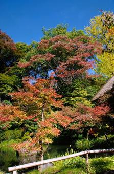紅葉と木々 紅葉と木々 自然,木,枝の写真素材