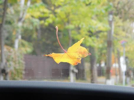 フロントガラスに落ちてきた落ち葉 落ち葉,紅葉,車の写真素材