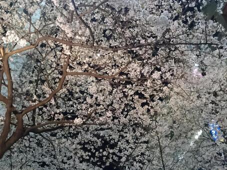 夜桜 夜桜の写真