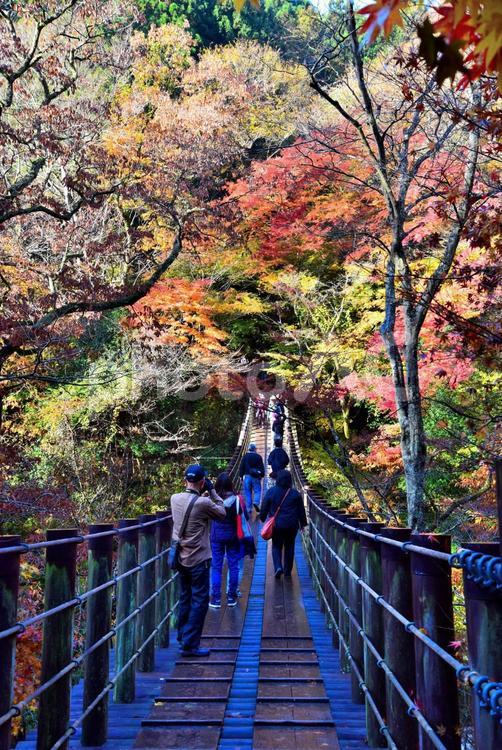 花貫渓谷の紅葉（北茨城） 秋,紅葉,もみじの写真素材