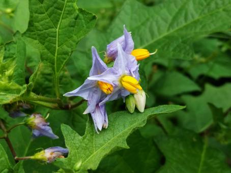 薄紫色の星形の花のワルナスビ 薄紫色の星形の花のワルナスビ 花,ワルナスビ,薄紫色の写真素材
