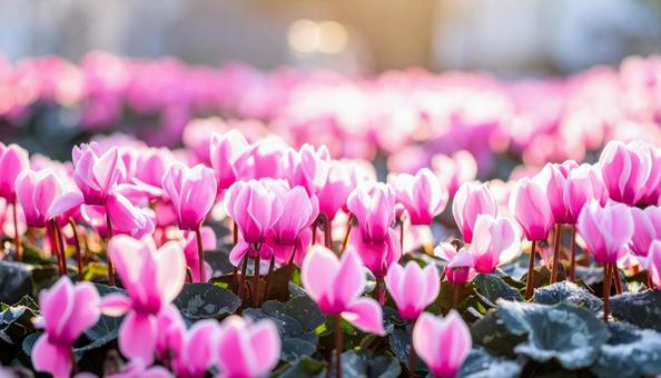 シクラメンの花 シクラメンの花の写真