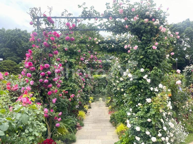 ローズガーデン（港の見える丘公園） 港の見える丘公園,公園,横浜の写真素材