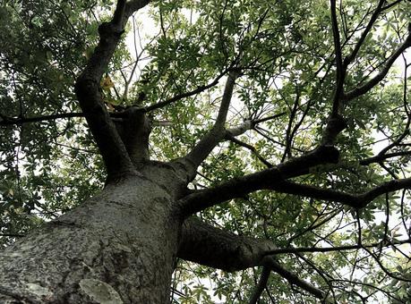 大樹の支え 木,枝,バオバブの写真素材