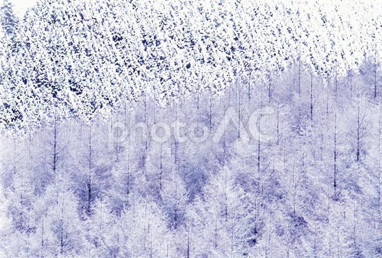 厳寒のカラマツ林 樹氷,カラマツ,森林の写真素材