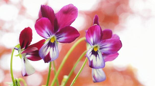 春の花-323 ビオラ,ラビット咲き,紫色の写真素材