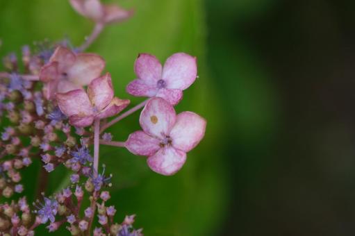紫陽花 紫陽花 紫陽花,水辺,池の写真素材