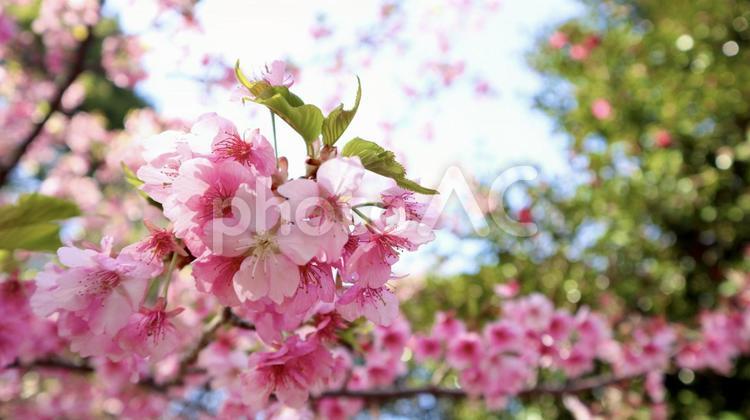 春 さくら,桜,季節の写真素材