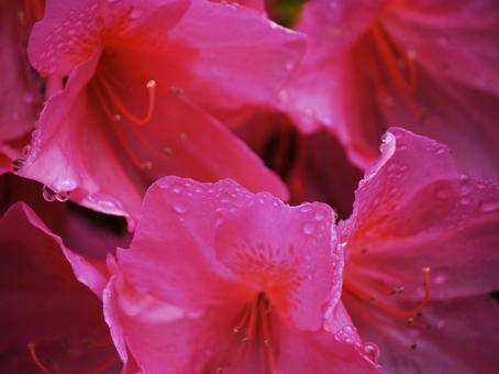 雨上がりのつつじ 雨上がりのつつじの写真