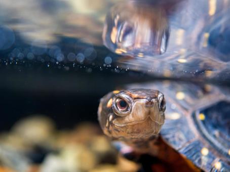 水中のキボシイシガメ 水中のキボシイシガメの写真