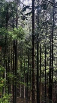 森の木々 杉の木,長い木,森の写真素材