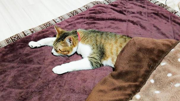 暖かな毛布で眠る子猫 暖かな毛布で眠る子猫 子猫,寝る,かわいいの写真素材